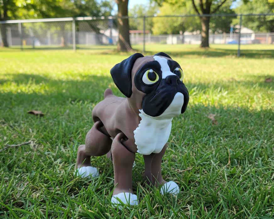Boxer