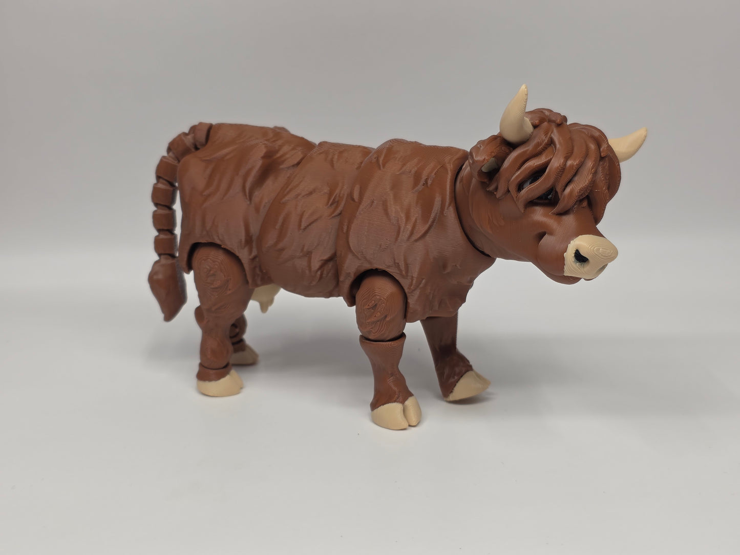 Highland Cow