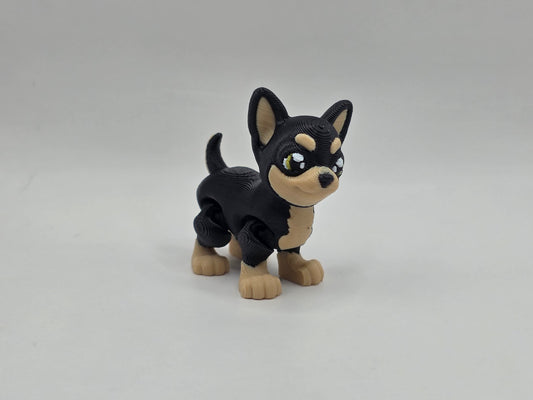 Chihuahua